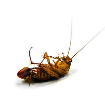 Professional German Cockroach Treatment
